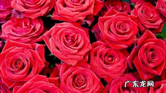 玫瑰花放在哪风水好 玫瑰花的风水讲解图