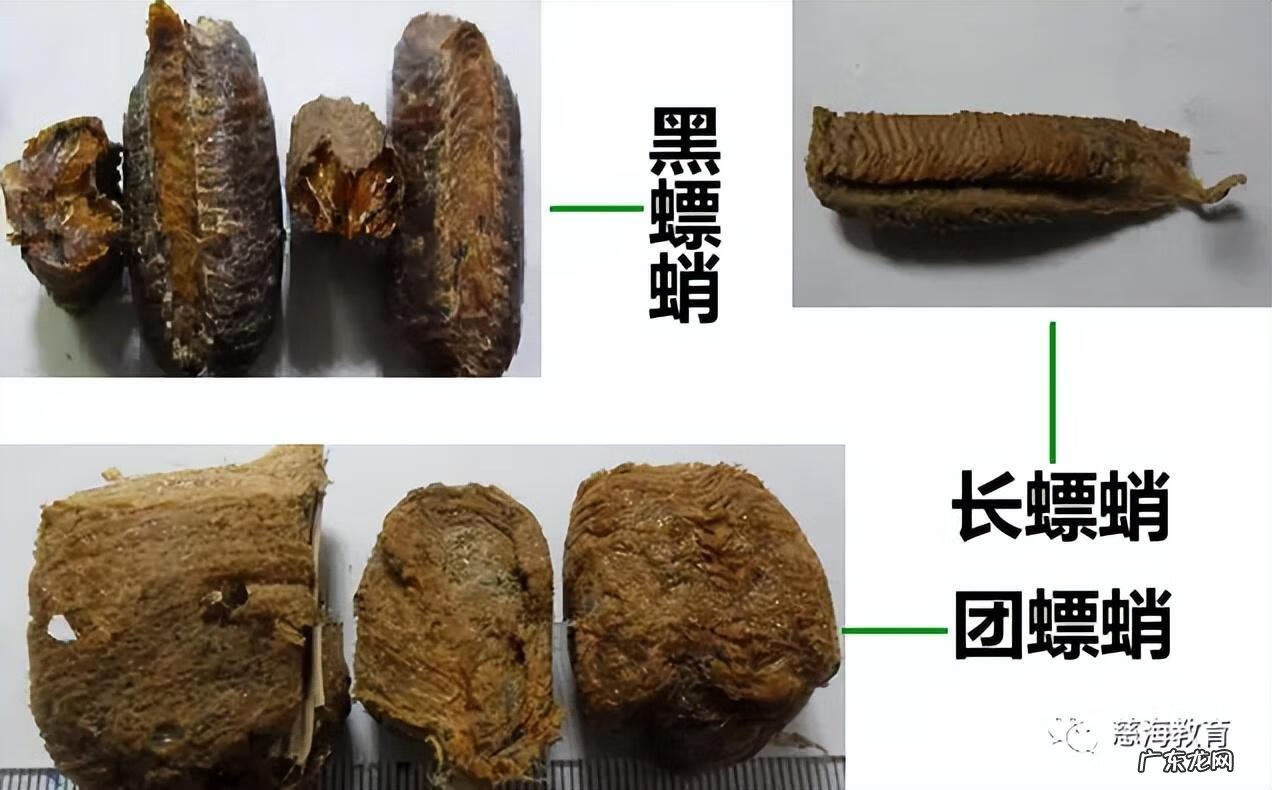 桑螵蛸的功效与作用图片 桑螵蛸的功效与作用用量