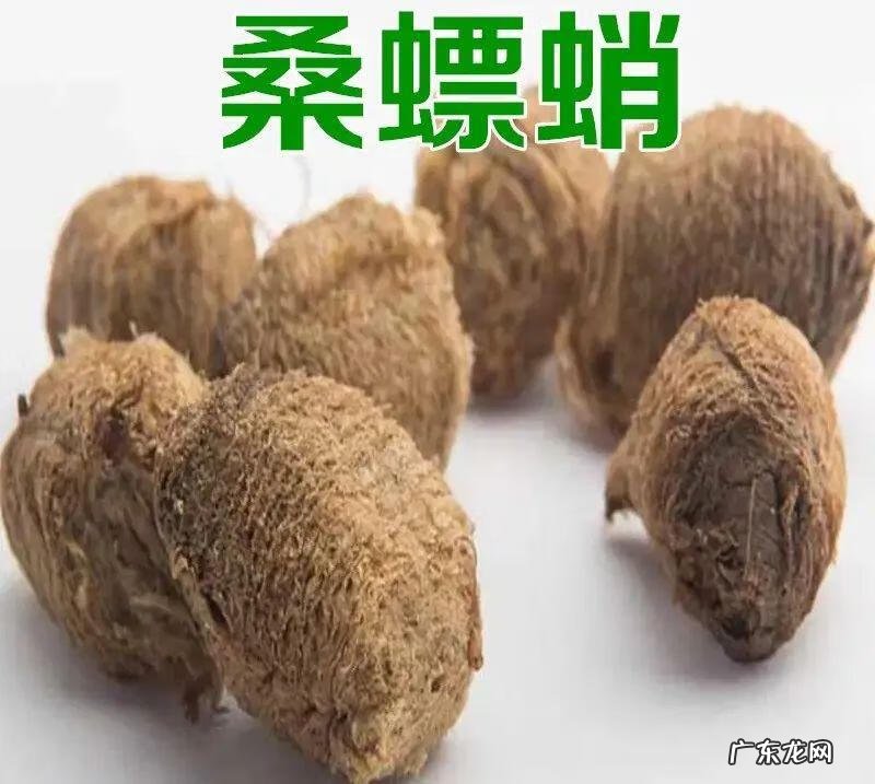 桑螵蛸的功效与作用图片 桑螵蛸的功效与作用用量