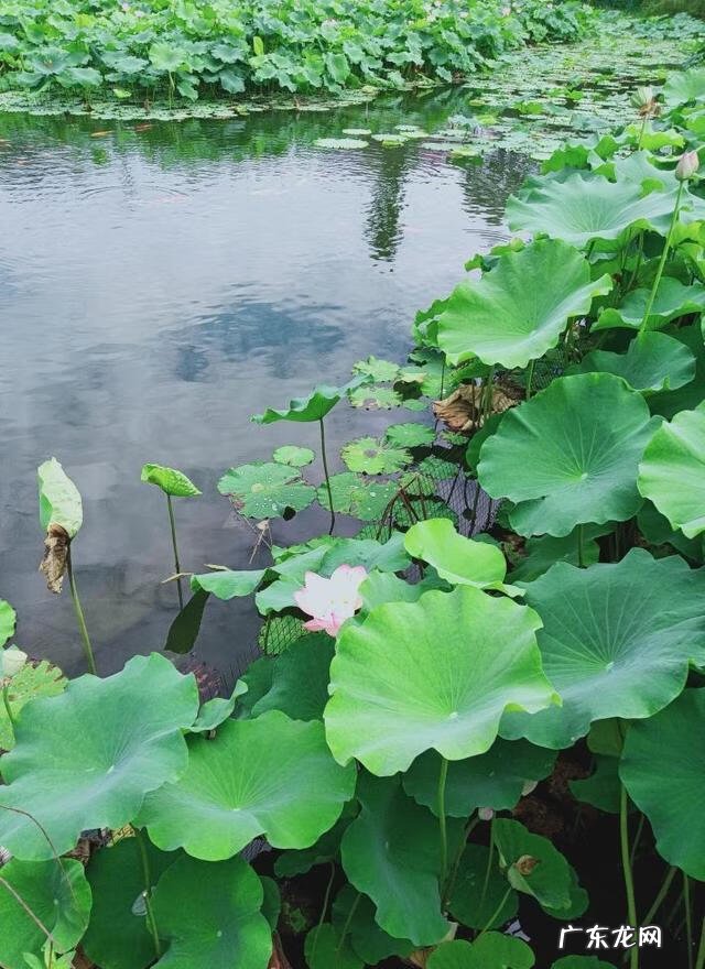 都江堰看风水的先生在哪里 都江堰哪里风水最好的