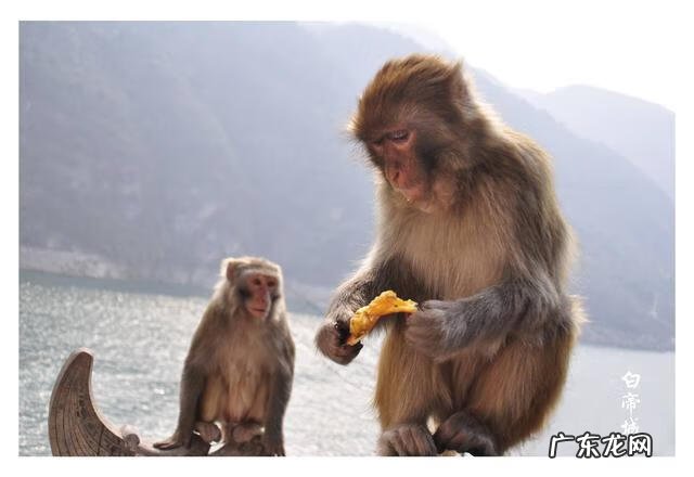 犀牛饮水的风水宝地 猛虎饮泉风水宝地