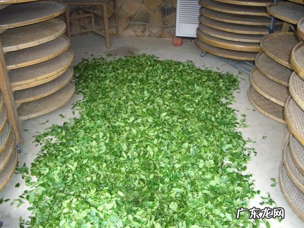 铁观音茶介绍 铁观音百科百度