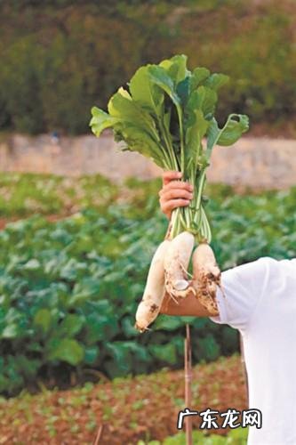 立冬时节吃什么食物 立冬吃什么食物呢