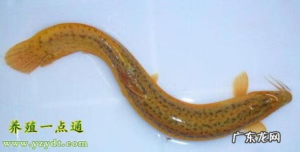 泥鳅的营养价值高吗 泥鳅的营养价值与功效