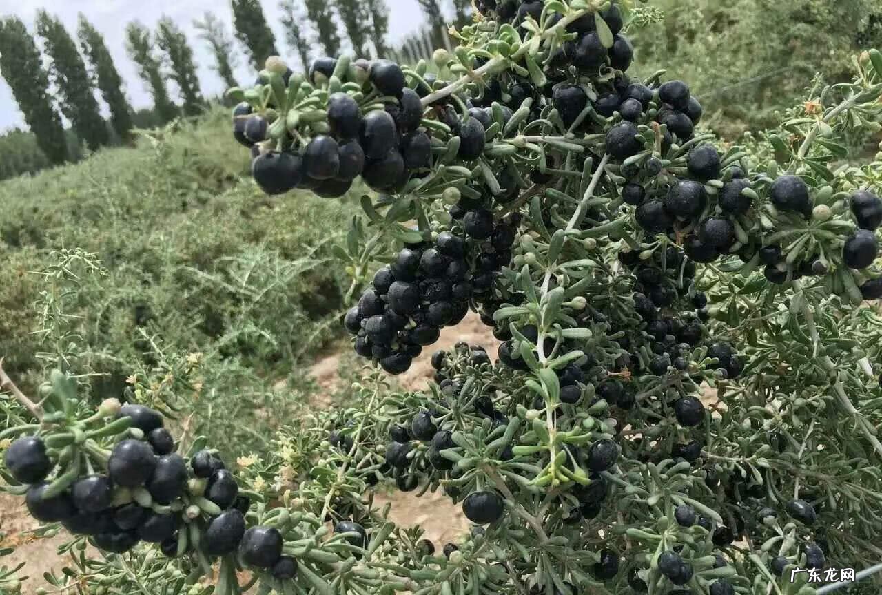黑枸杞多少钱一盒 黑枸杞子市场价格