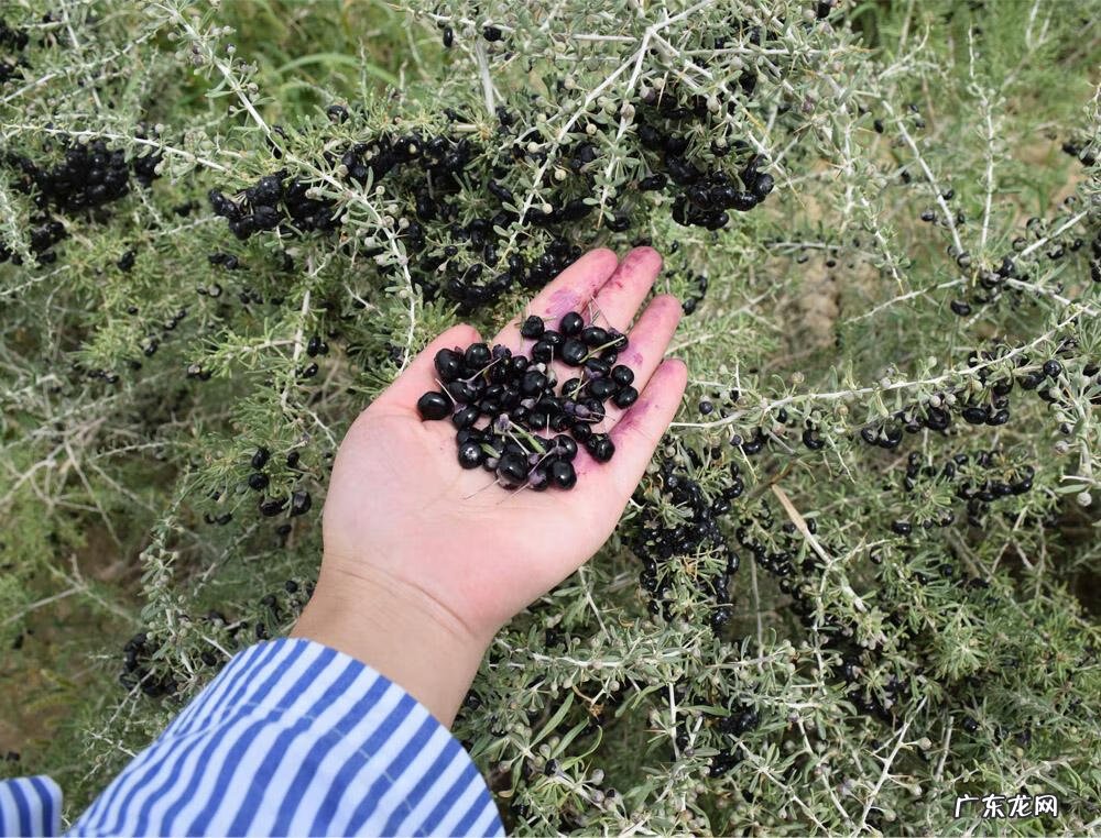 黑枸杞多少钱一盒 黑枸杞子市场价格