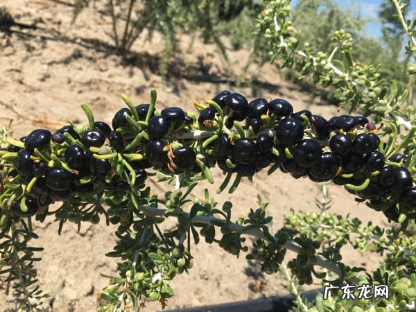 黑枸杞多少钱一盒 黑枸杞子市场价格