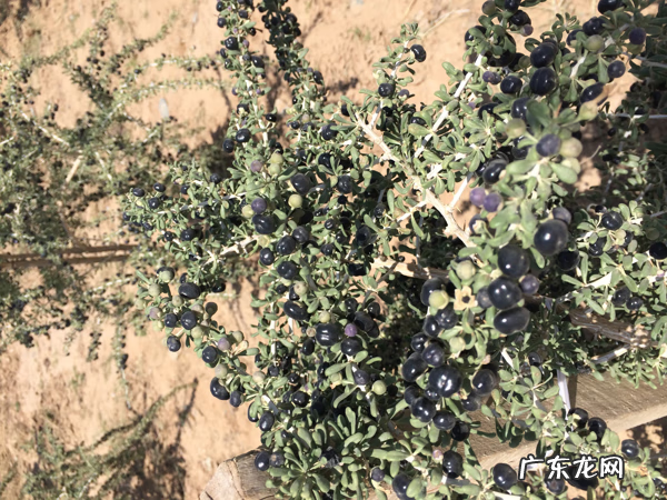 黑枸杞多少钱一盒 黑枸杞子市场价格