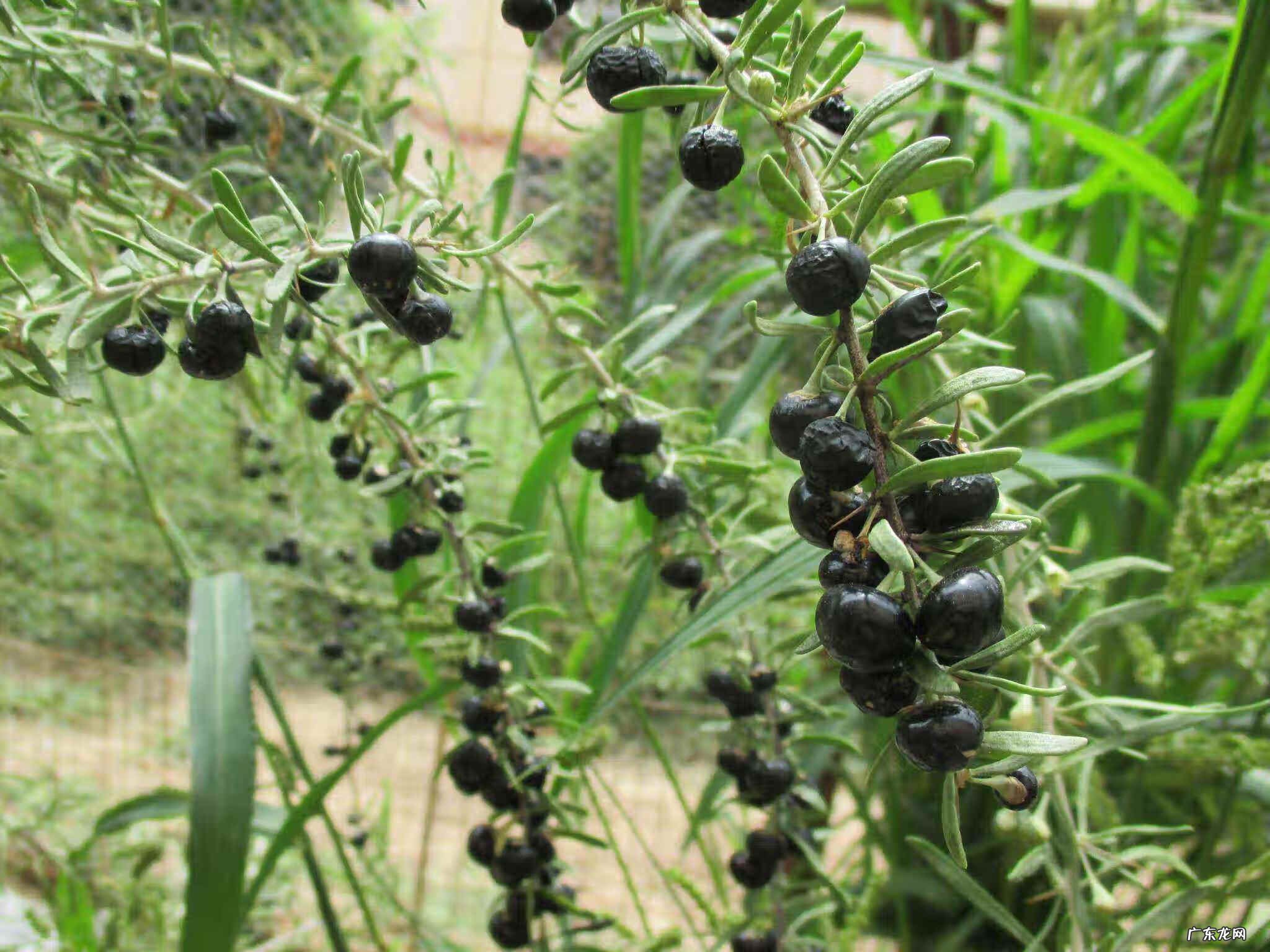 黑枸杞多少钱一盒 黑枸杞子市场价格