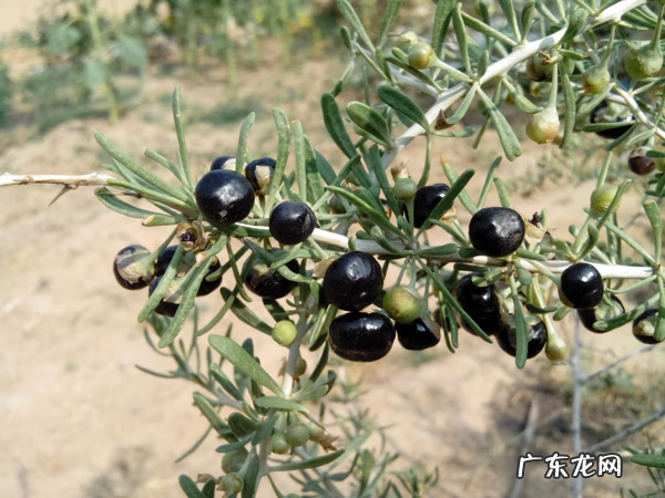 黑枸杞多少钱一盒 黑枸杞子市场价格