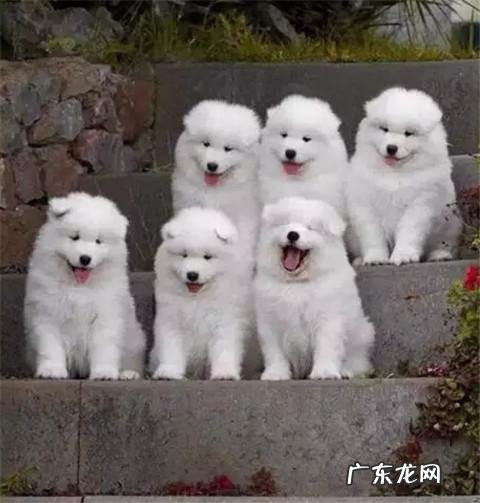 dnf天使与恶魔装扮 dnf天使与恶魔宠物