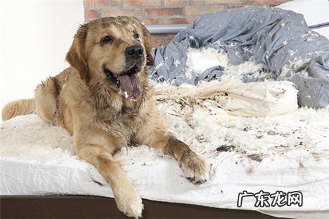 dnf天使与恶魔装扮 dnf天使与恶魔宠物