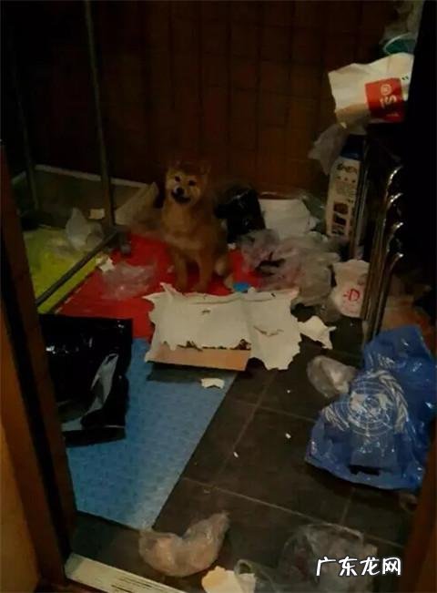 dnf天使与恶魔装扮 dnf天使与恶魔宠物