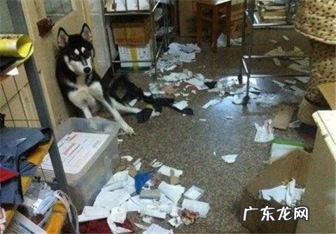 dnf天使与恶魔装扮 dnf天使与恶魔宠物