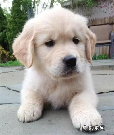 dnf天使与恶魔装扮 dnf天使与恶魔宠物