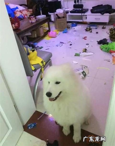 dnf天使与恶魔装扮 dnf天使与恶魔宠物