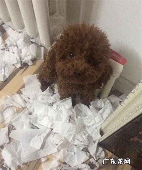 dnf天使与恶魔装扮 dnf天使与恶魔宠物