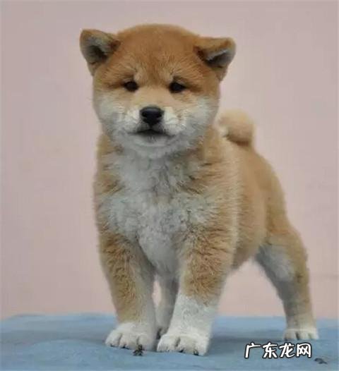 dnf天使与恶魔装扮 dnf天使与恶魔宠物