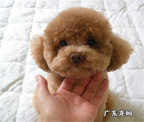 dnf天使与恶魔装扮 dnf天使与恶魔宠物