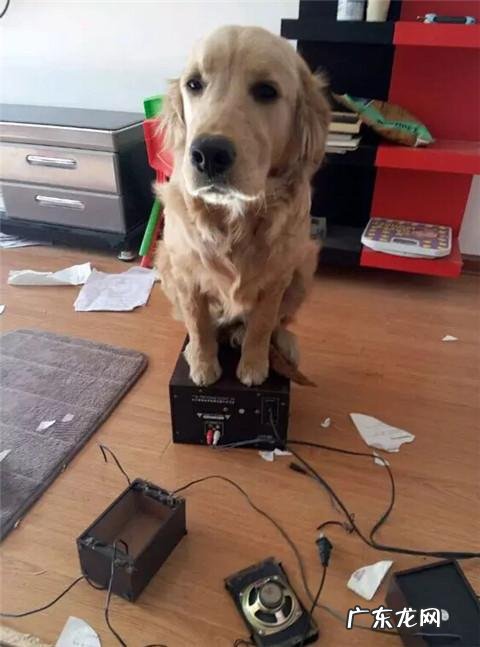 dnf天使与恶魔装扮 dnf天使与恶魔宠物