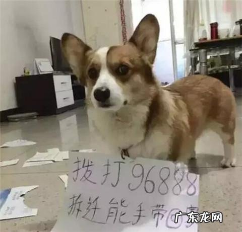 dnf天使与恶魔装扮 dnf天使与恶魔宠物