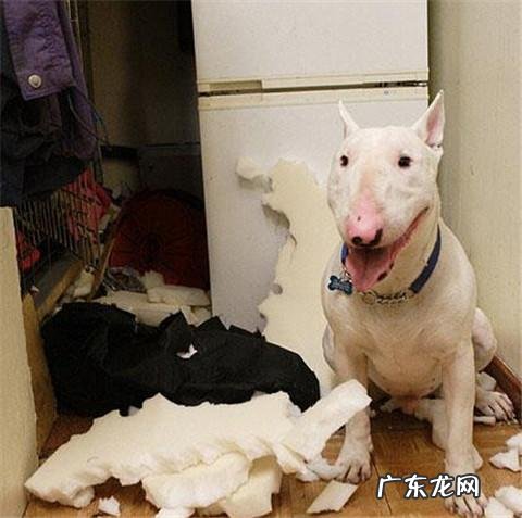 dnf天使与恶魔装扮 dnf天使与恶魔宠物