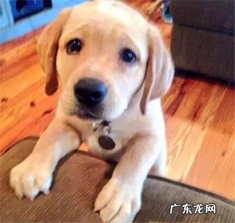 dnf天使与恶魔装扮 dnf天使与恶魔宠物