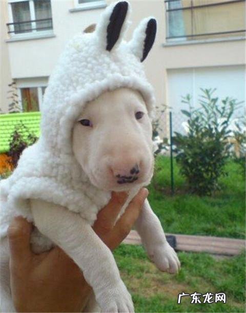 dnf天使与恶魔装扮 dnf天使与恶魔宠物