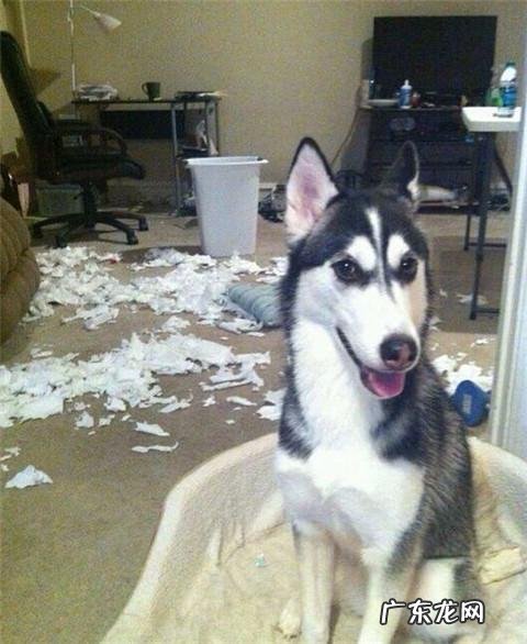 dnf天使与恶魔装扮 dnf天使与恶魔宠物