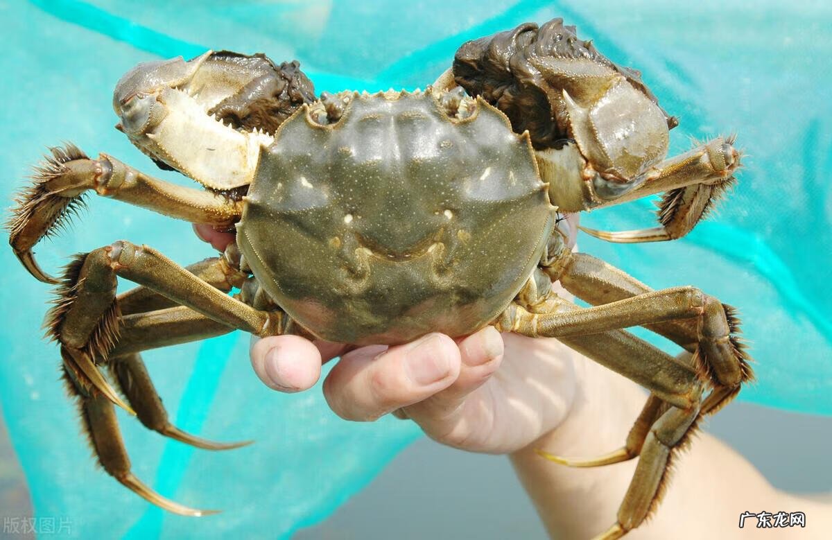 螃蟹死了多久之内吃没事 怎么判断螃蟹死了多久