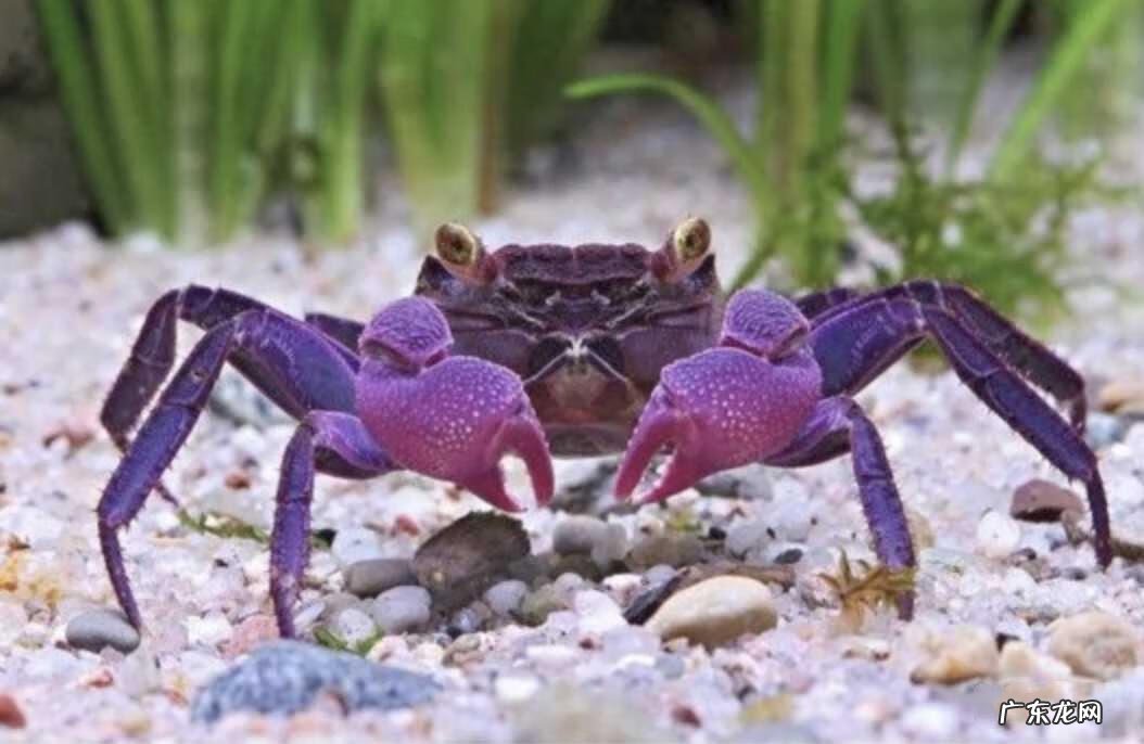 螃蟹死了多久之内吃没事 怎么判断螃蟹死了多久