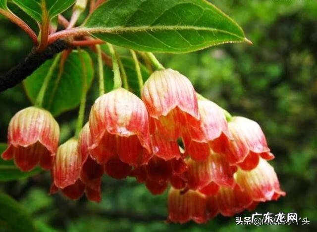 吊钟树的寓意 吊钟树寓意风水好吗