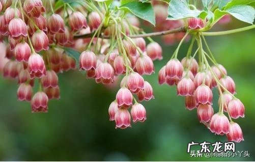 吊钟树的寓意 吊钟树寓意风水好吗