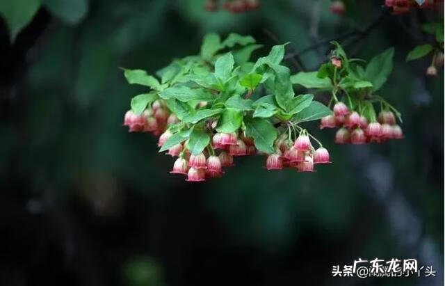 吊钟树的寓意 吊钟树寓意风水好吗