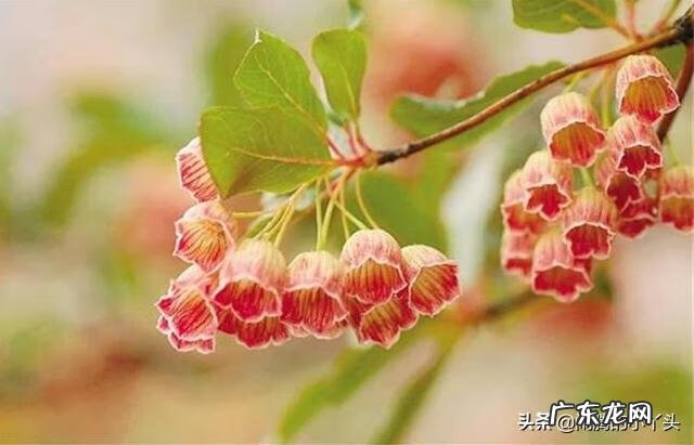 吊钟树的寓意 吊钟树寓意风水好吗