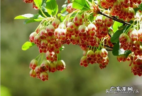 吊钟树的寓意 吊钟树寓意风水好吗