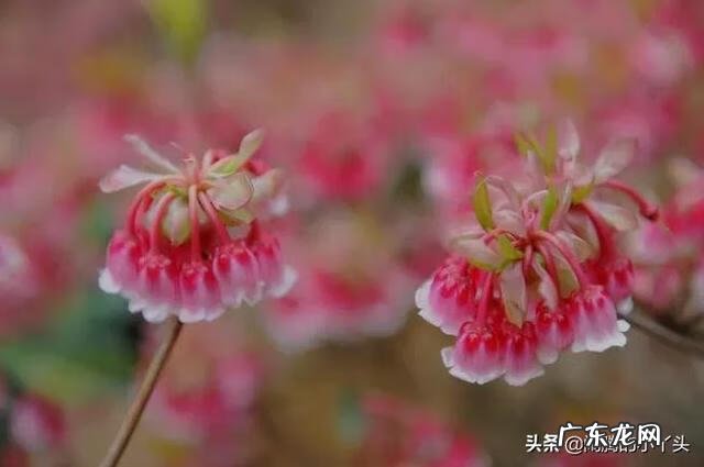 吊钟树的寓意 吊钟树寓意风水好吗