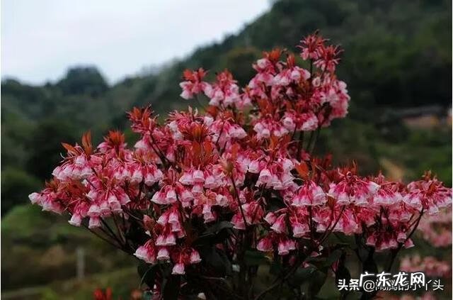 吊钟树的寓意 吊钟树寓意风水好吗