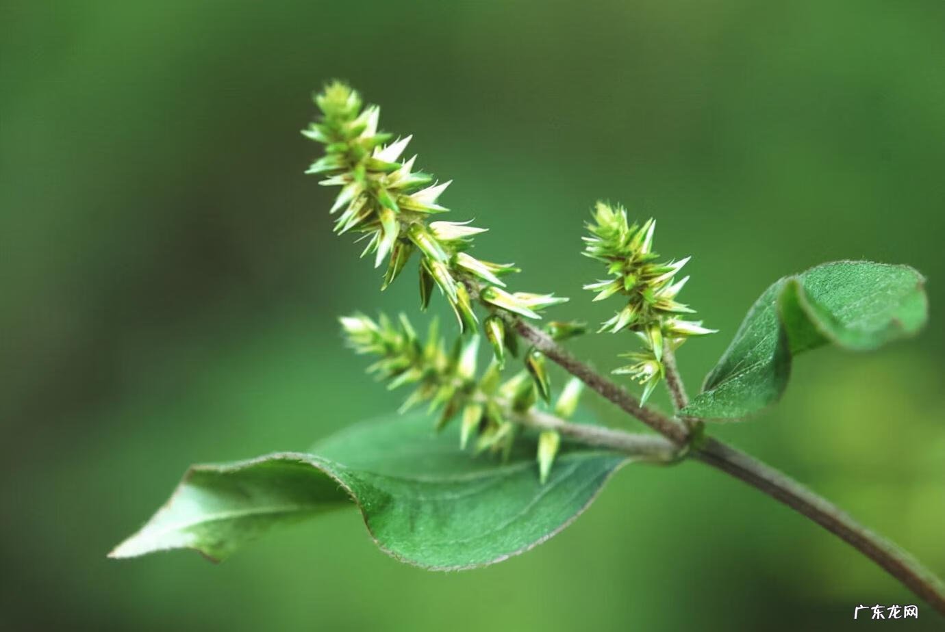 牛膝的价格与行情最新的 中草药牛膝价格