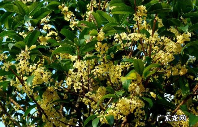 什么风水树最好