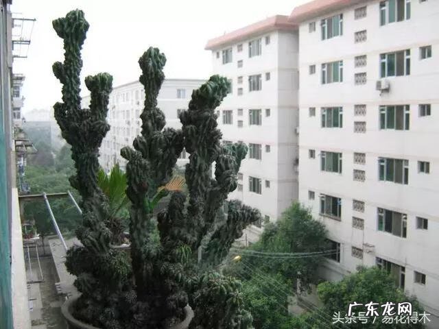 仙人掌养家里破坏风水吗 仙人掌太高大影响风水吗视频