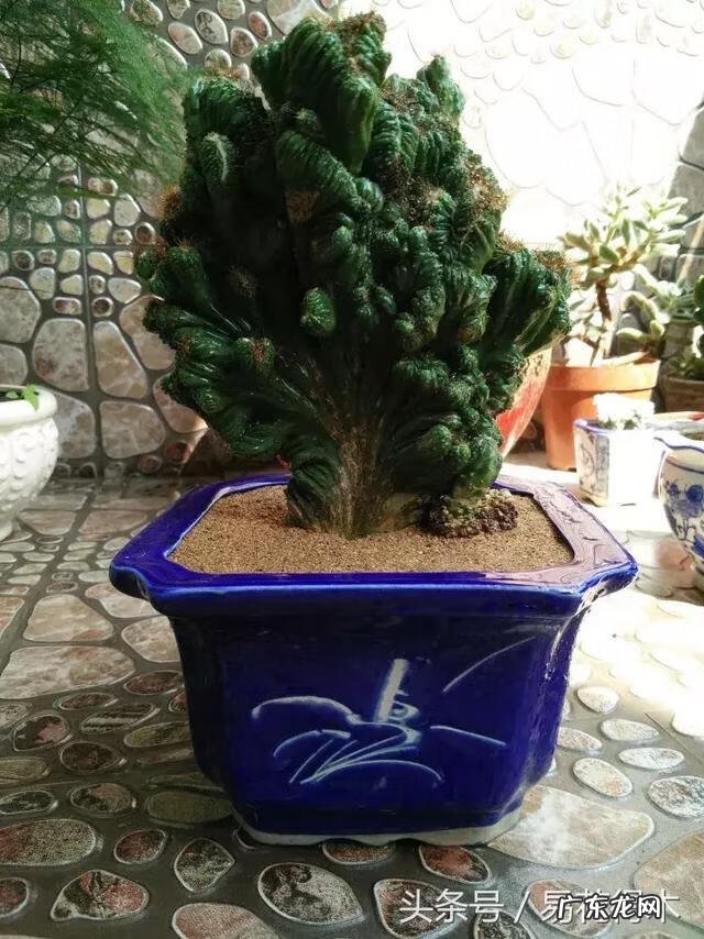 仙人掌养家里破坏风水吗 仙人掌太高大影响风水吗视频