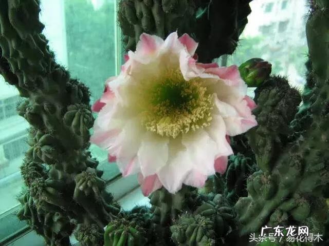 仙人掌养家里破坏风水吗 仙人掌太高大影响风水吗视频