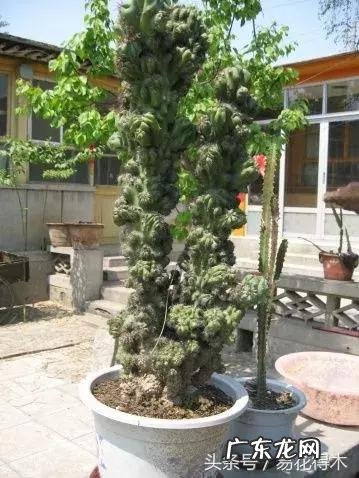 仙人掌养家里破坏风水吗 仙人掌太高大影响风水吗视频