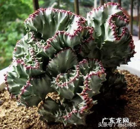 仙人掌养家里破坏风水吗 仙人掌太高大影响风水吗视频