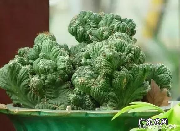 仙人掌养家里破坏风水吗 仙人掌太高大影响风水吗视频