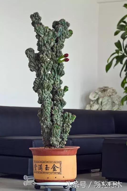 仙人掌养家里破坏风水吗 仙人掌太高大影响风水吗视频