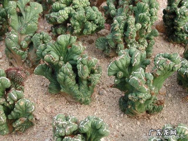 仙人掌养家里破坏风水吗 仙人掌太高大影响风水吗视频