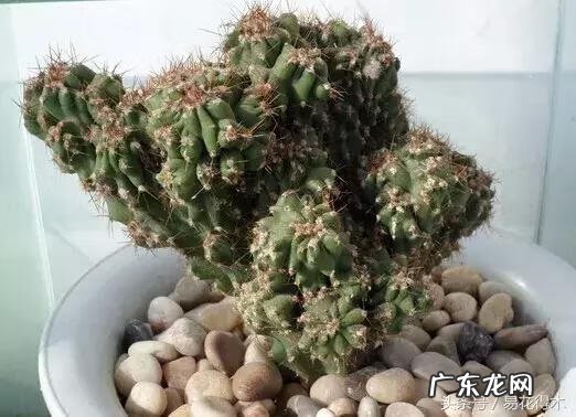 仙人掌养家里破坏风水吗 仙人掌太高大影响风水吗视频