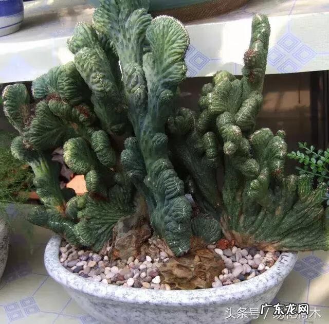 仙人掌养家里破坏风水吗 仙人掌太高大影响风水吗视频